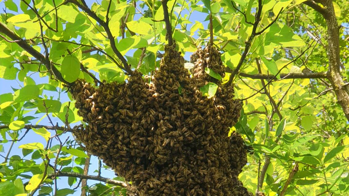 Bienenschwarm im Baum 